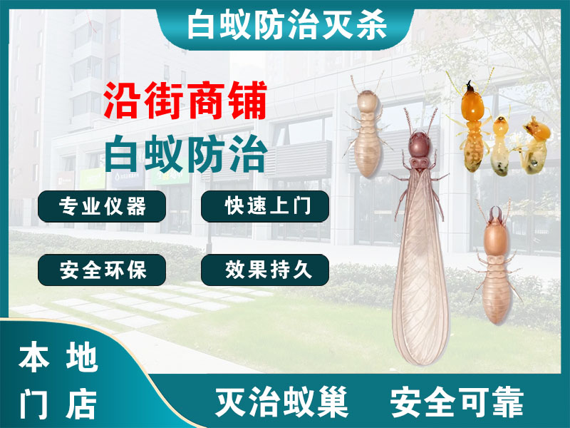 鼓楼沿街商铺白蚁防治