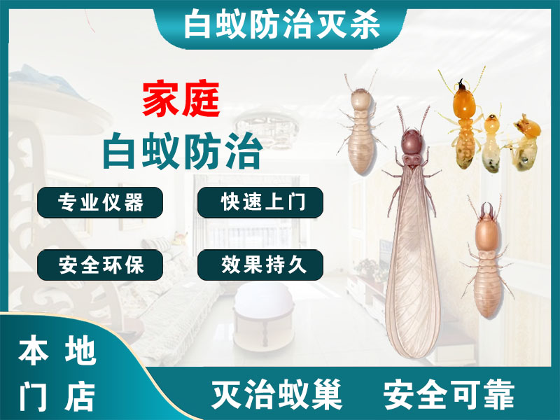 鼓楼家庭白蚁防治