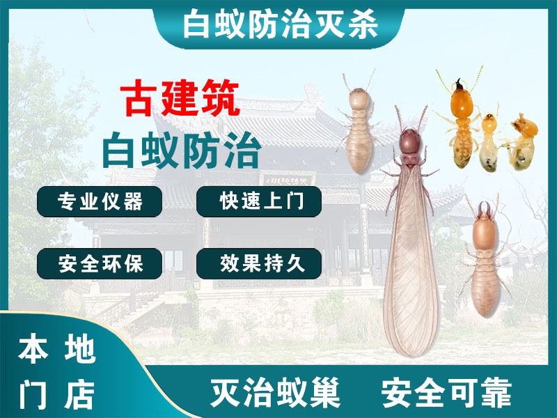 鼓楼古建筑白蚁防治