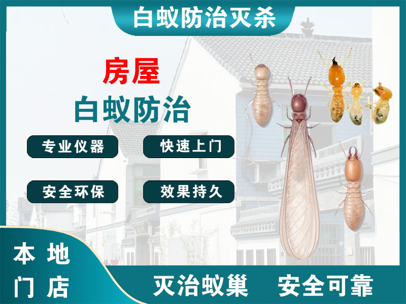 鼓楼房屋白蚁防治